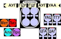 Модель-аппликация "Биосинтез белка" (ламинированная) - fgospostavki.ru - Златоуст