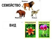 Модель-аппликация "Классификация растений и животных" (ламинированная) - fgospostavki.ru - Златоуст