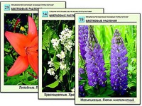 Гербарий фотографический "Основные группы растений" - fgospostavki.ru - Златоуст