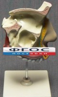 Модель "Разрез носоглотки" - fgospostavki.ru - Златоуст