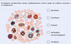 Интерактивные курсы. Биология 11 класс. Расширенный. - fgospostavki.ru - Златоуст