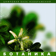 Ботаника. (Цифровая база изображений) - fgospostavki.ru - Златоуст