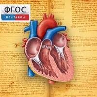 Анатомия (Цифровой атлас школьника) - fgospostavki.ru - Златоуст