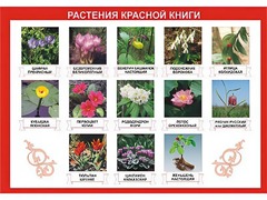Таблица демонстрационная "Растения Красной книги" (винил 70*100) - fgospostavki.ru - Златоуст