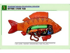 Рельефная таблица "Внутреннее строение рыбы" (формат А1, матовое ламинирование) - fgospostavki.ru - Златоуст