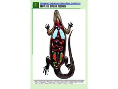 Рельефная таблица "Внутреннее строение ящерицы" (формат А1, матовое ламинирование) - fgospostavki.ru - Златоуст