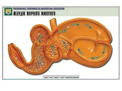 Рельефная таблица "Желудок жвачного животного" (формат А1, матовое ламинирование) - fgospostavki.ru - Златоуст