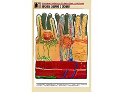 Рельефная таблица "Ворсинка кишечная с сосудом" (формат А1, матовое ламинирование) - fgospostavki.ru - Златоуст