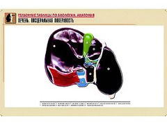 Рельефная таблица "Печень. Висцеральная поверхность" (формат А1, матовое ламинирование) - fgospostavki.ru - Златоуст