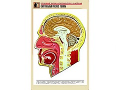 Рельефная таблица "Сагиттальный разрез головы" (формат А1, матовое ламинирование) - fgospostavki.ru - Златоуст