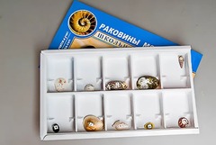 Коллекция "Раковины моллюсков" - fgospostavki.ru - Златоуст