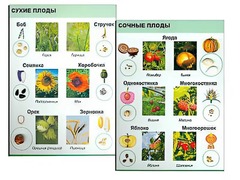 Коллекция "Семена и плоды" - fgospostavki.ru - Златоуст