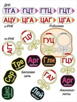 Модель-аппликация Биосинтез белка - fgospostavki.ru - Златоуст