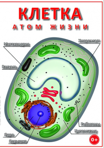 DVD "Клетка - "атом жизни" - fgospostavki.ru - Златоуст