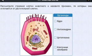 Интерактивные курсы. Биология 8 класс. Базовый - fgospostavki.ru - Златоуст