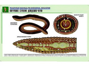 Рельефная таблица "Внутреннее строение дождевого червя" (формат А1, матовое ламинирование) - fgospostavki.ru - Златоуст