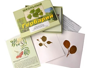 Гербарий "Систематика растений. Семейство Розоцветные" (раздаточный) - fgospostavki.ru - Златоуст