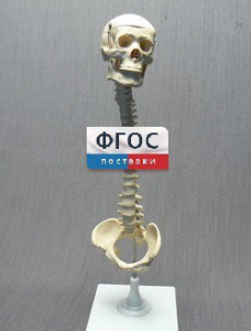 Модель "Позвоночник с черепом и тазом" - fgospostavki.ru - Златоуст