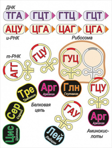 Модель-аппликация Биосинтез белка - fgospostavki.ru - Златоуст