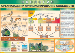 Таблица "Организация и функционирование сообществ" (100х140 сантиметров, винил) - fgospostavki.ru - Златоуст