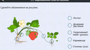 Интерактивные курсы. Биология 7 класс. Расширенный. - fgospostavki.ru - Златоуст