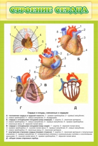 Стенд "Строение сердца" - fgospostavki.ru - Златоуст