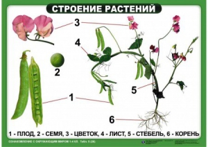 Комплект таблиц "Ознакомление с окружающим миром 1-4 класс" - fgospostavki.ru - Златоуст