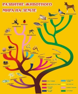 Стенд "Развитие животного мира на земле" - fgospostavki.ru - Златоуст