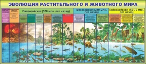Стенд "Эволюция растительного и животного мира" - fgospostavki.ru - Златоуст