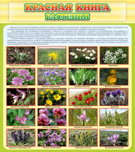 Стенд "Красная книга - растения" - fgospostavki.ru - Златоуст