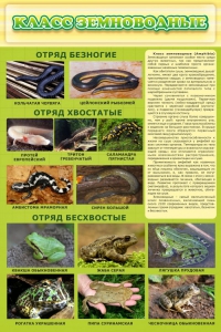 Стенд "Класс земноводные" - fgospostavki.ru - Златоуст