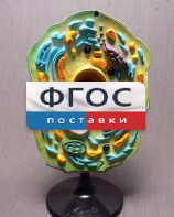 Модель "Клетка растения" - fgospostavki.ru - Златоуст