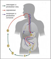 Модель-аппликация Цикл развития аскариды - fgospostavki.ru - Златоуст