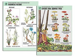 Комплект таблиц "Окружающий мир. Грибы. Растительный мир" (12 таблиц, А1, ламинированные) - fgospostavki.ru - Златоуст