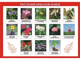 Таблица демонстрационная "Растения Красной книги" (винил 70*100) - fgospostavki.ru - Златоуст