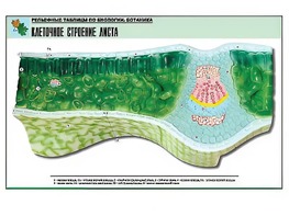 Рельефная таблица "Клеточное строение листа" (формат А1, матовое ламинирование) - fgospostavki.ru - Златоуст