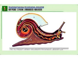 Рельефная таблица "Внутреннее строение брюхоногого моллюска" (формат А1, матовое ламинирование) - fgospostavki.ru - Златоуст