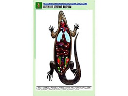 Рельефная таблица "Внутреннее строение ящерицы" (формат А1, матовое ламинирование) - fgospostavki.ru - Златоуст