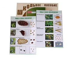 Коллекция "Шишки, плоды, семена деревьев и кустарников" - fgospostavki.ru - Златоуст