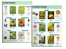 Коллекция "Семена и плоды" - fgospostavki.ru - Златоуст