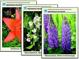 Гербарий фотографический "Основные группы растений" - fgospostavki.ru - Златоуст