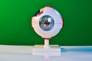 Модель глаза - fgospostavki.ru - Златоуст