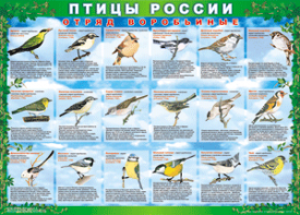 Комплект таблиц "Птицы России (4 листа)" (100х140 сантиметров, винил) - fgospostavki.ru - Златоуст