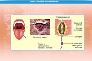 Интерактивные курсы. Биология 10 класс. Базовый. - fgospostavki.ru - Златоуст