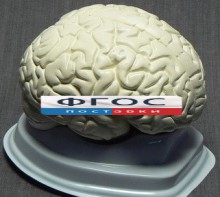 Модель "Мозг в разрезе" (белый) - fgospostavki.ru - Златоуст