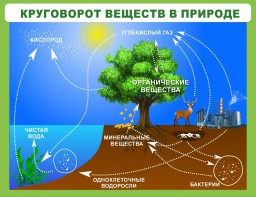 Стенд "Круговорот веществ" - fgospostavki.ru - Златоуст