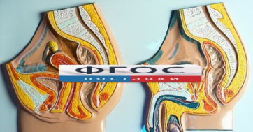Модель барельефная "Таз мужской и таз женский" - fgospostavki.ru - Златоуст