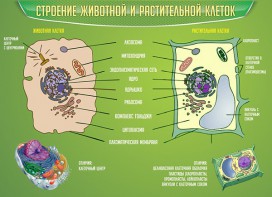 Стенд "Строение животной и растительной клеток" - fgospostavki.ru - Златоуст
