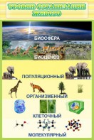 Стенд "Уровни организации живого" - fgospostavki.ru - Златоуст
